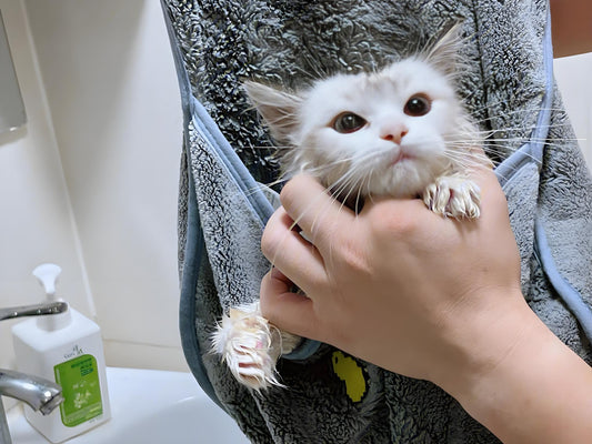 Pet-cats-do-not-need-to-take-a-bath-every-day.-The-following-is-a-detailed-explanation-of-this-viewpoint Litter Healthy Limited
