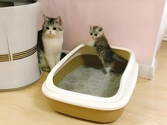 What-should-I-do-if-my-cat-doesn-t-like-to-use-litter-at-home Litter Healthy Limited