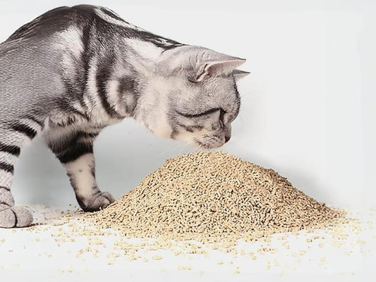 To-solve-the-problem-of-cats-wasting-litter-we-can-start-from-the-following-aspects Litter Healthy Limited