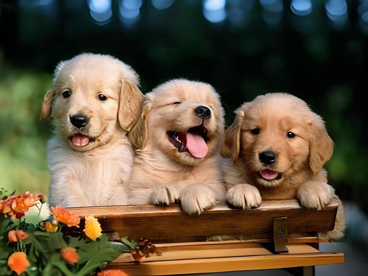 Training-dogs-has-multiple-benefits-not-only-for-the-dogs-themselves-but-also-for-the-owners-and-the-entire-family-environment.-Here-are-some-main-benefits Litter Healthy Limited