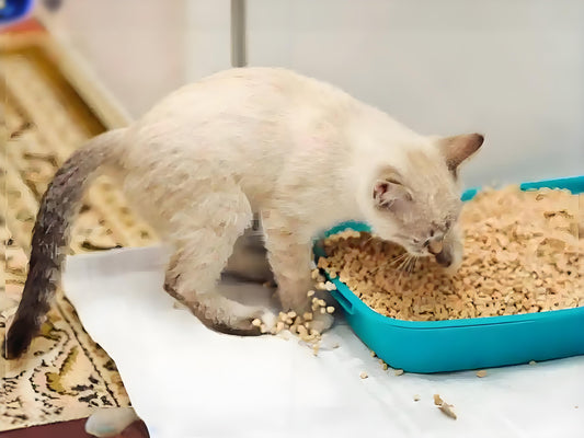 What-should-cats-do-if-they-often-eat-cat-litter Litter Healthy Limited