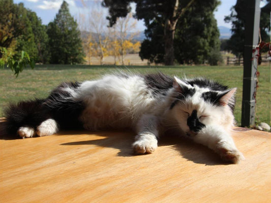 Summer-cat-care-techniques-effective-hydration-and-dietary-adjustment-strategies Litter Healthy Limited