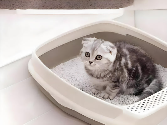 The-question-of-whether-cat-litter-comes-with-moisture-proof-function-can-be-explored-from-several-aspects Litter Healthy Limited