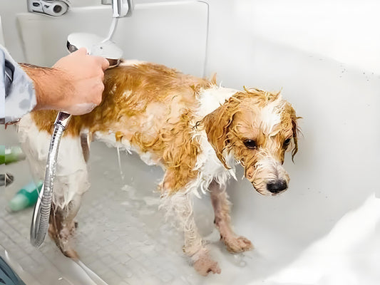Dogs-do-not-need-to-take-a-bath-every-day-during-summer.-In-fact-bathing-dogs-too-frequently-may-have-adverse-effects-on-their-skin-and-hair Litter Healthy Limited