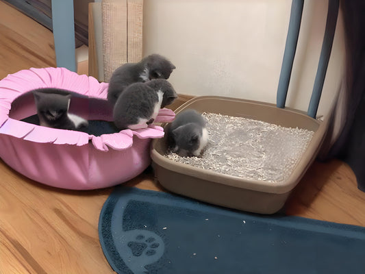 If-a-cat-is-unwilling-to-defecate-or-urinate-in-the-litter-box-the-following-solutions-can-be-tried Litter Healthy Limited