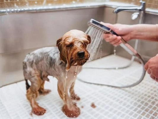 My-pet-dog-doesn-t-like-to-take-showers-in-summer.-How-can-I-solve-this-problem Litter Healthy Limited