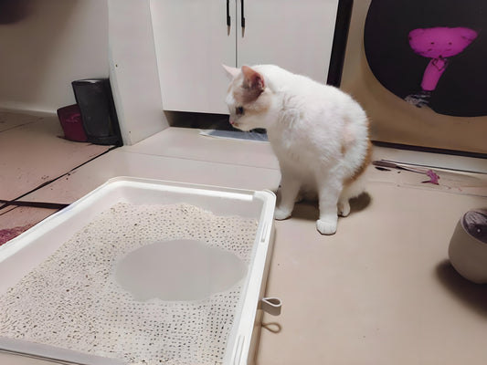 If-cats-are-unwilling-to-use-litter-there-may-be-the-following-reasons-and-corresponding-solutions Litter Healthy Limited
