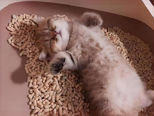 Pet-friendly-cat-litter-should-have-the-following-characteristics Litter Healthy Limited