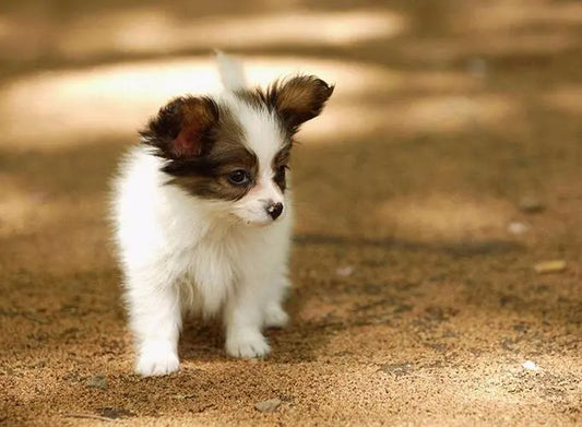 Starting-from-the-Heart-Scientific-Care-Comprehensive-Care-Strategy-for-Sick-Dogs Litter Healthy Limited