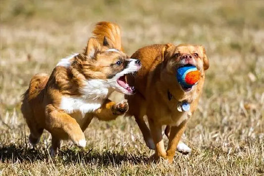 Dog-socialization-and-training-key-to-shaping-harmonious-coexistence Litter Healthy Limited