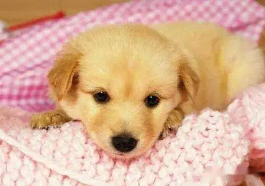 Unveiling-the-Causes-of-Pet-Hair-Knots-The-Influence-of-Daily-Care-and-Family-Interaction Litter Healthy Limited