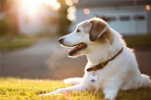 New-explanation-for-dog-socialization-deep-communication-behind-anal-gland-odor Litter Healthy Limited