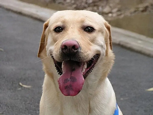 Exploring-the-Flower-Tongue-Dog-Loyalty-and-Vigilance-of-Hound-Descendants Litter Healthy Limited